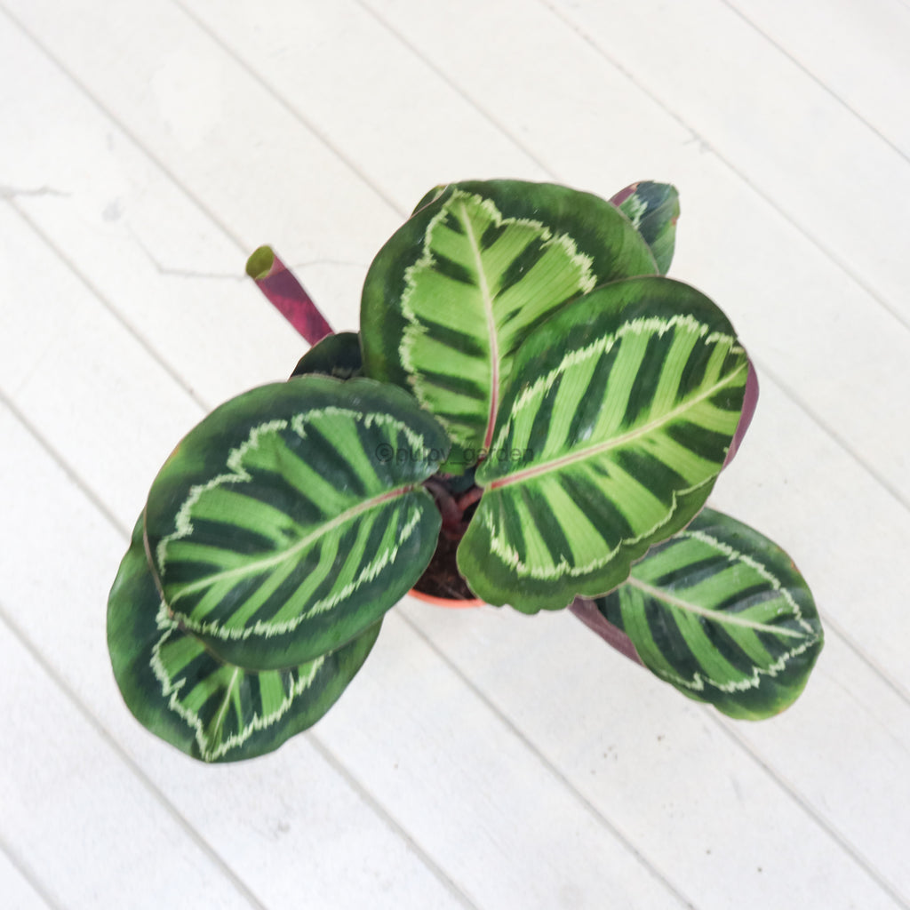 Calathea Roseopicta ‘Illustris’ in Nursery Grow Pot