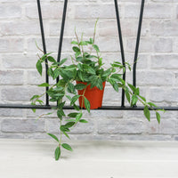 Peperomia Anggulata in Nursery Grow Pot (Small)