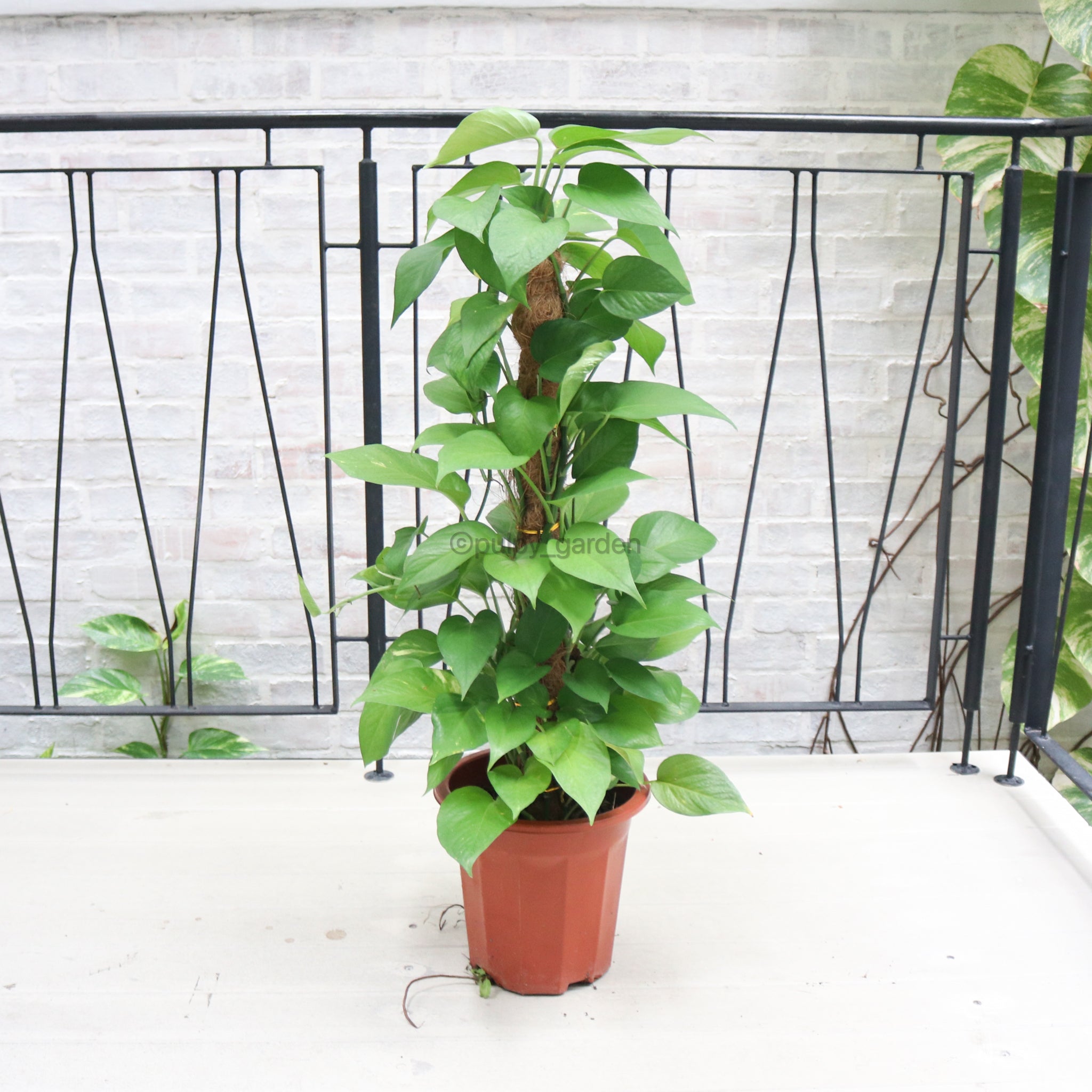 pot size for money plant Large Money Plant (90cm) in Nursery Grow Pot – Pulpy Garden