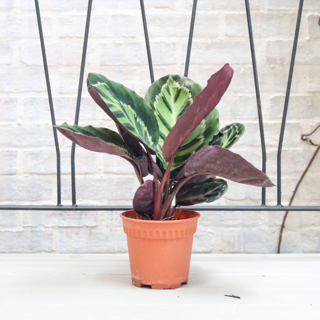 Calathea Roseopicta ‘Illustris’ in Nursery Grow Pot