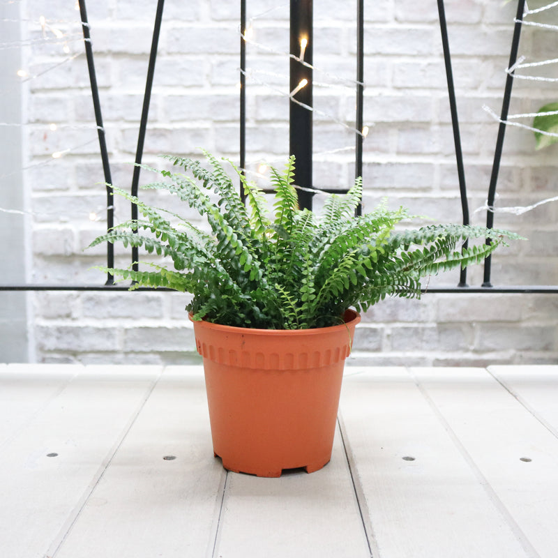 Boston Fern in Nursery grow pot (Small)