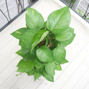 Large Money Plant (80cm) in Nursery Grow Pot
