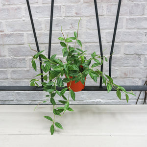 Peperomia Anggulata in Nursery Grow Pot (Small)