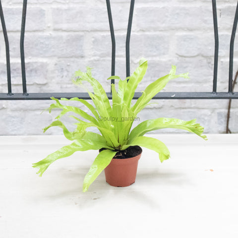bird's nest fern crissie Asplenium antiquum