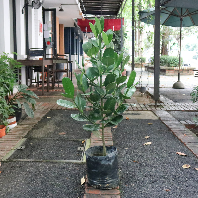 Large Happiness tree (100cm) in Nursery Grow Pot