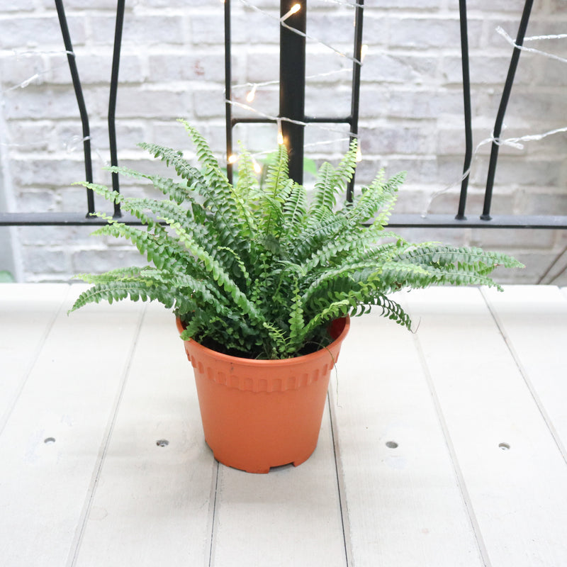 Boston Fern in Nursery grow pot (Small)