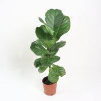 Large Ficus Lyrata - 'Fiddle Leaf Fig’ (85cm) in Nursery Grow Pot