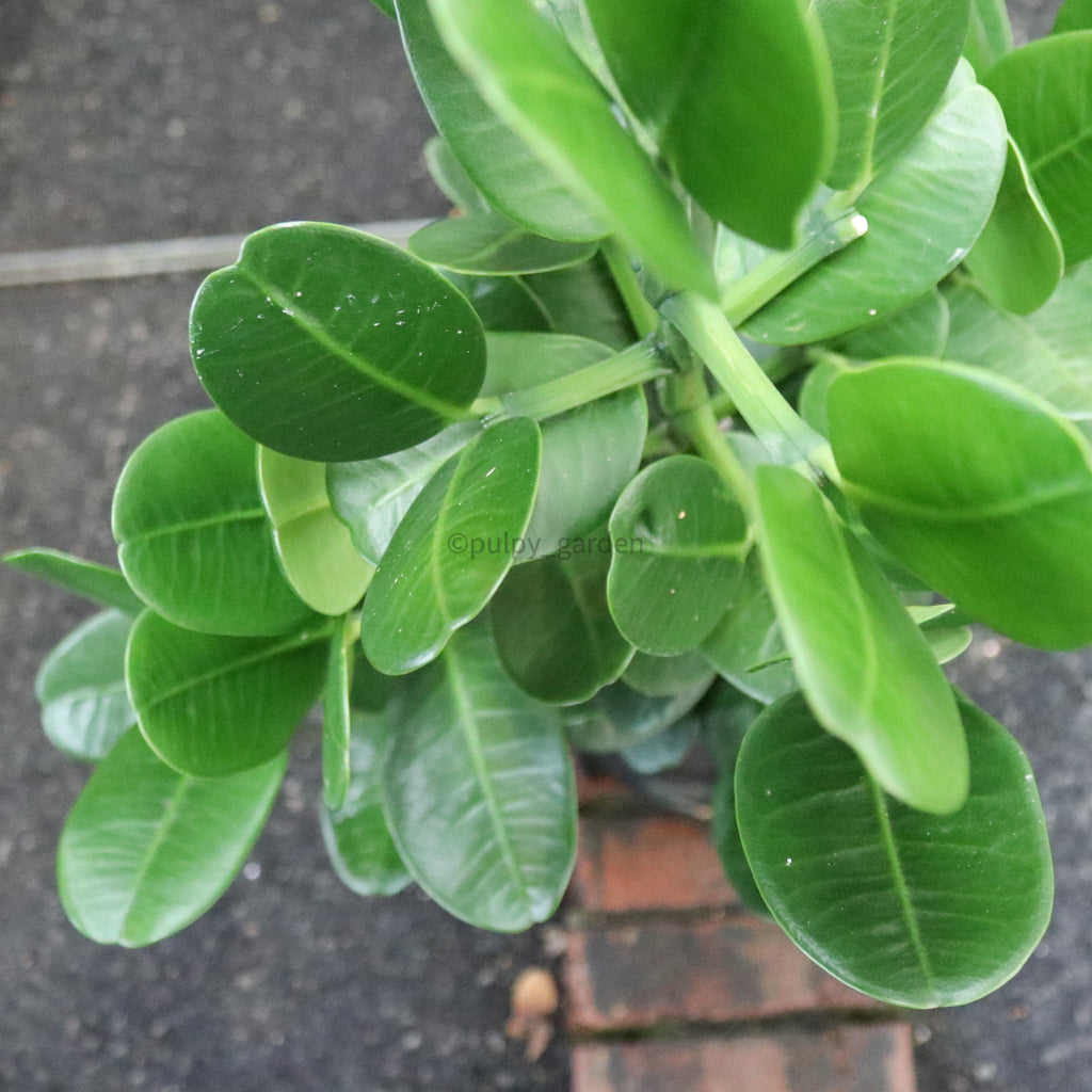 Large Happiness tree (100cm) in Nursery Grow Pot