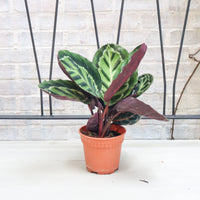 Calathea Roseopicta ‘Illustris’ in Nursery Grow Pot