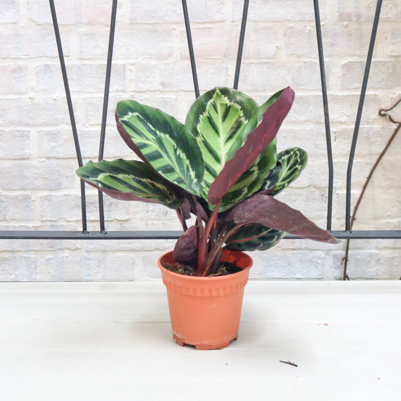 Calathea Roseopicta ‘Illustris’ in Nursery Grow Pot