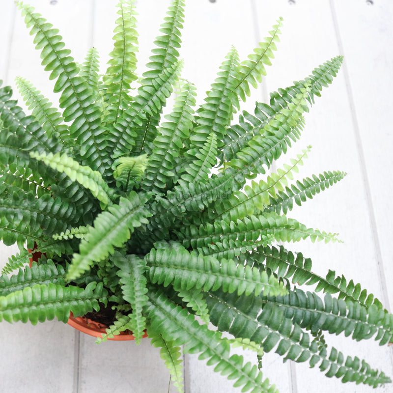 Boston Fern in Nursery grow pot (Small)