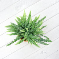 Boston Fern in Nursery grow pot (Small)