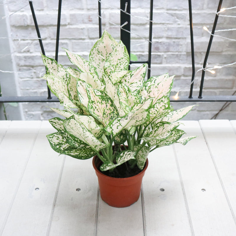 Aglaonema 'Etta Rose' in Nursery Grow Pot