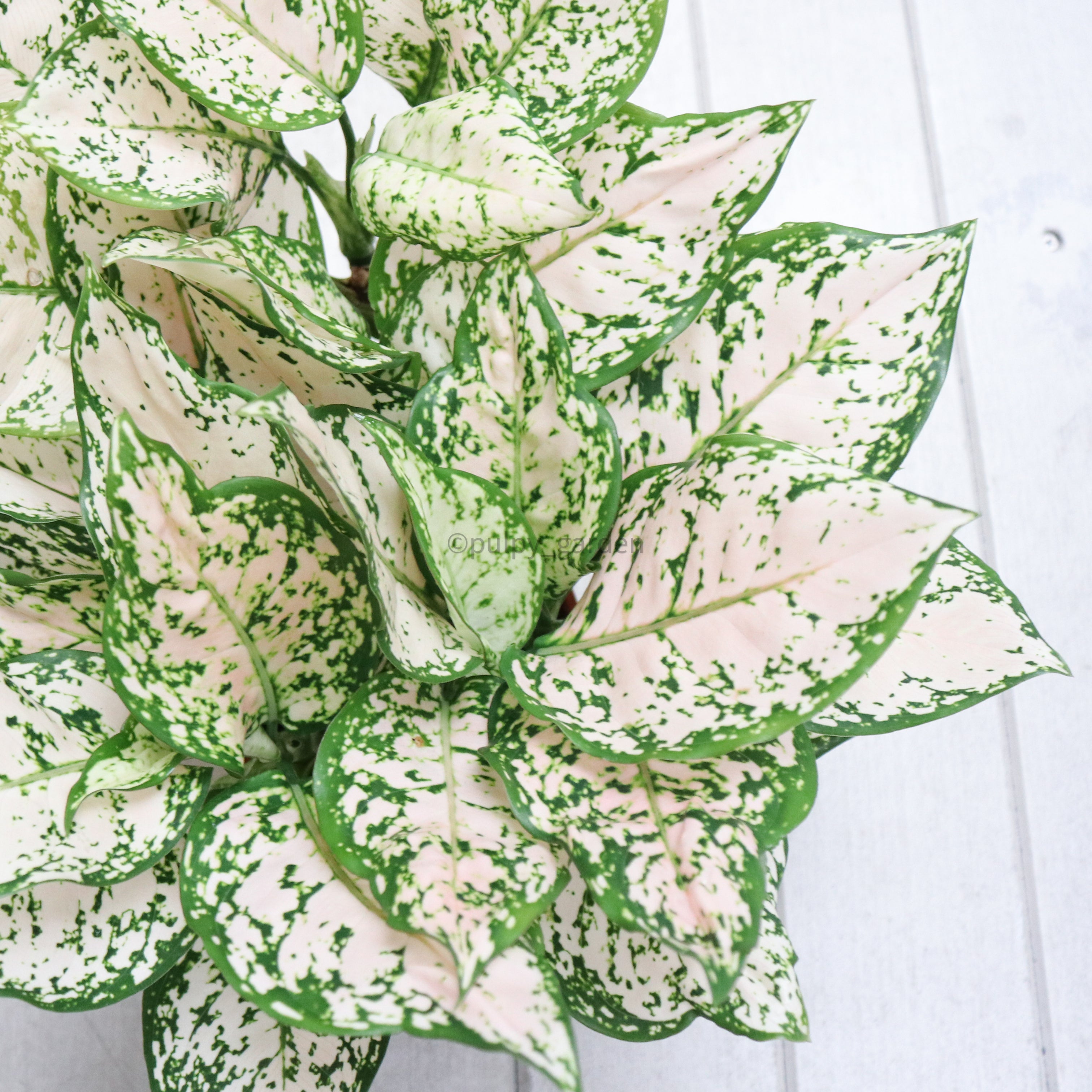 aglaonema etta rose care Aglaonema 'Etta Rose' in Nursery Grow Pot – Pulpy Garden