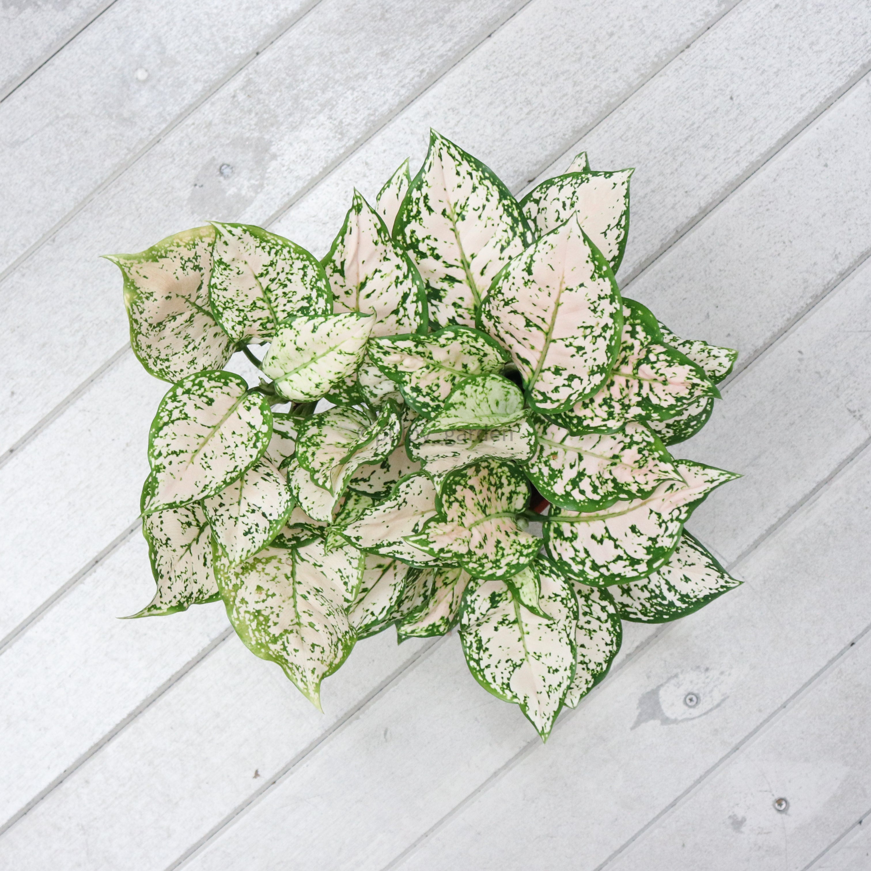 etta rose aglaonema price Aglaonema 'Etta Rose' in Nursery Grow Pot – Pulpy Garden