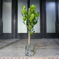 Large Happiness tree (100cm) in Nursery Grow Pot