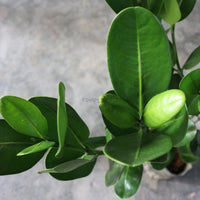 Large Happiness tree (100cm) in Nursery Grow Pot