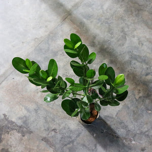 Happiness tree in Black Rustic Planter