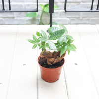 Pachira QQ in Nursery Grow Pot (发财树 - Fa Cai Shu)