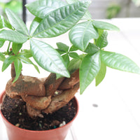 Pachira QQ in Nursery Grow Pot (发财树 - Fa Cai Shu)