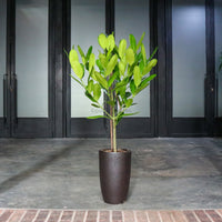 Happiness tree in Black Rustic Planter
