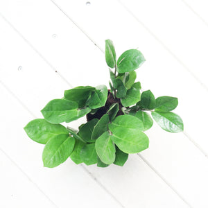 ZZ Plant aka jin qian shu (金钱树) in Nursery Grow Pot (XS)