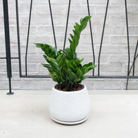 ZZ Plant aka jin qian shu (金钱树) in Cracked Shell Designed Planter