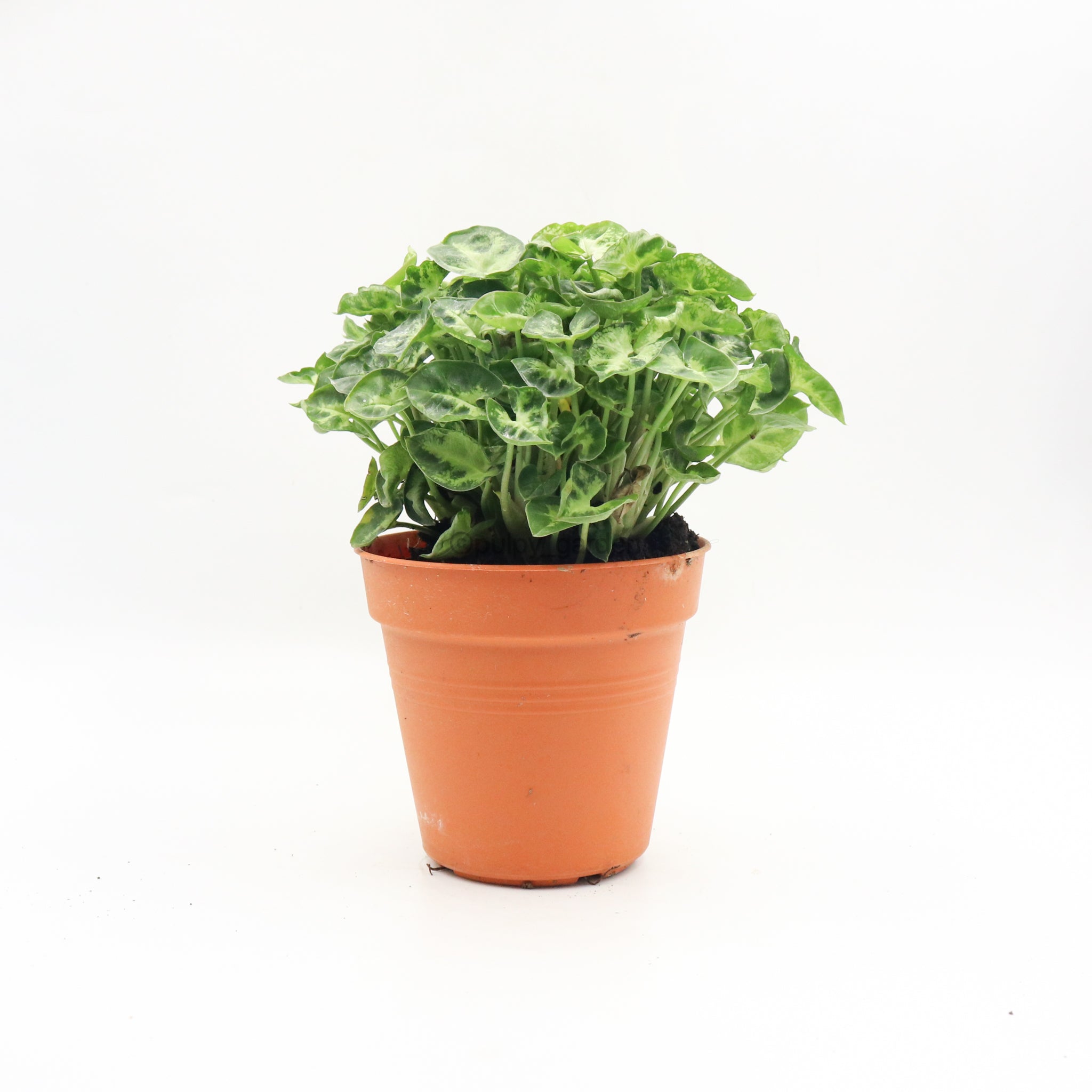 Low Light Plants – Page 4 – Pulpy Garden