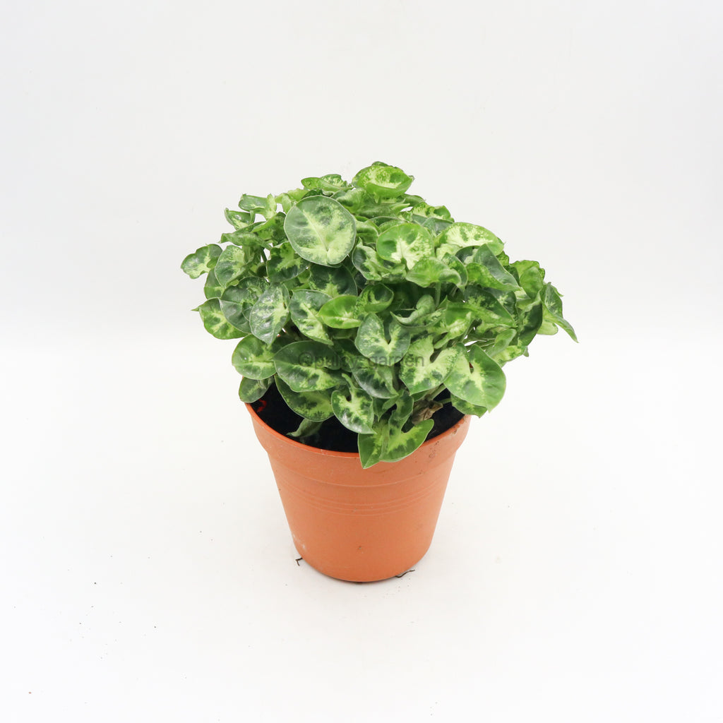 Syngonium podophyllum 'Mini Pixie' in Nursery Grow Pot