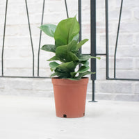 Ficus Lyrata - 'Fiddle Leaf Fig’ in Nursery Grow Pot