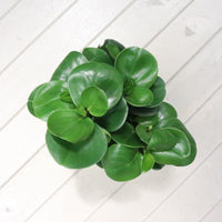 Peperomia obtusifolia Green (L) in Cracked Shell Planter