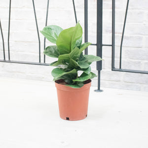 Ficus Lyrata - 'Fiddle Leaf Fig’ in Nursery Grow Pot