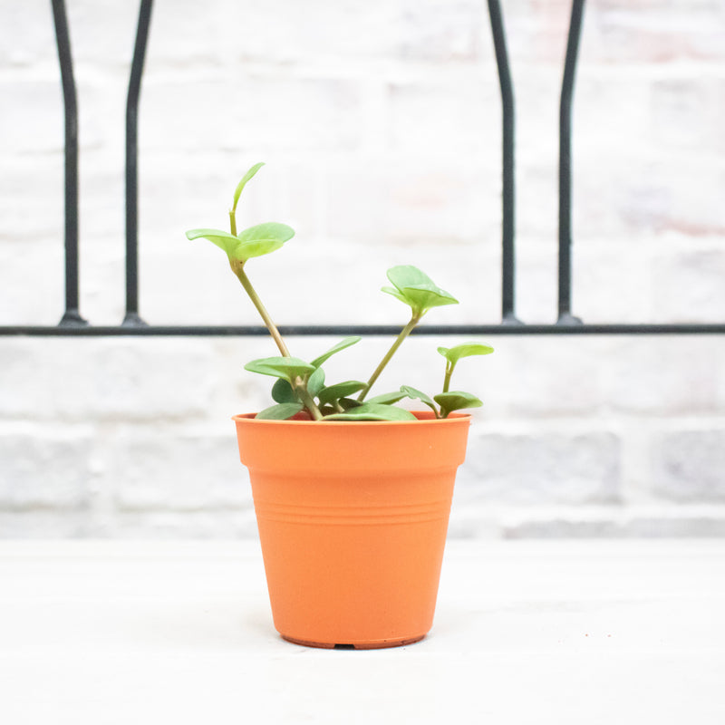 Peperomia 'Hope' Plant in Nursery Grow Pot