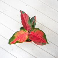 Aglaonema 'Red Siam Aura' Plant in Nursery Grow Potx