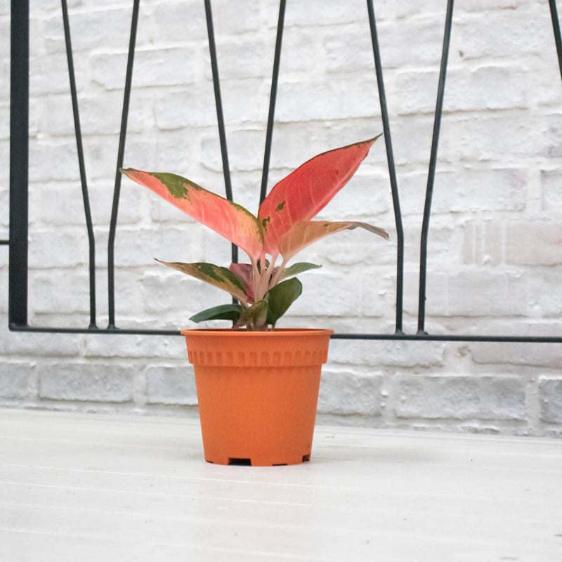 Aglaonema 'Red Siam Aura' Plant in Nursery Grow Potx