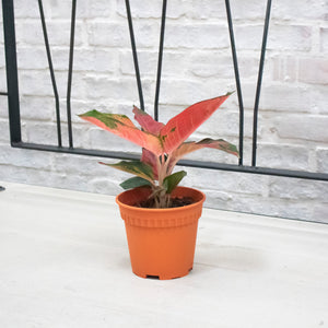 Aglaonema 'Red Siam Aura' Plant in Nursery Grow Potx