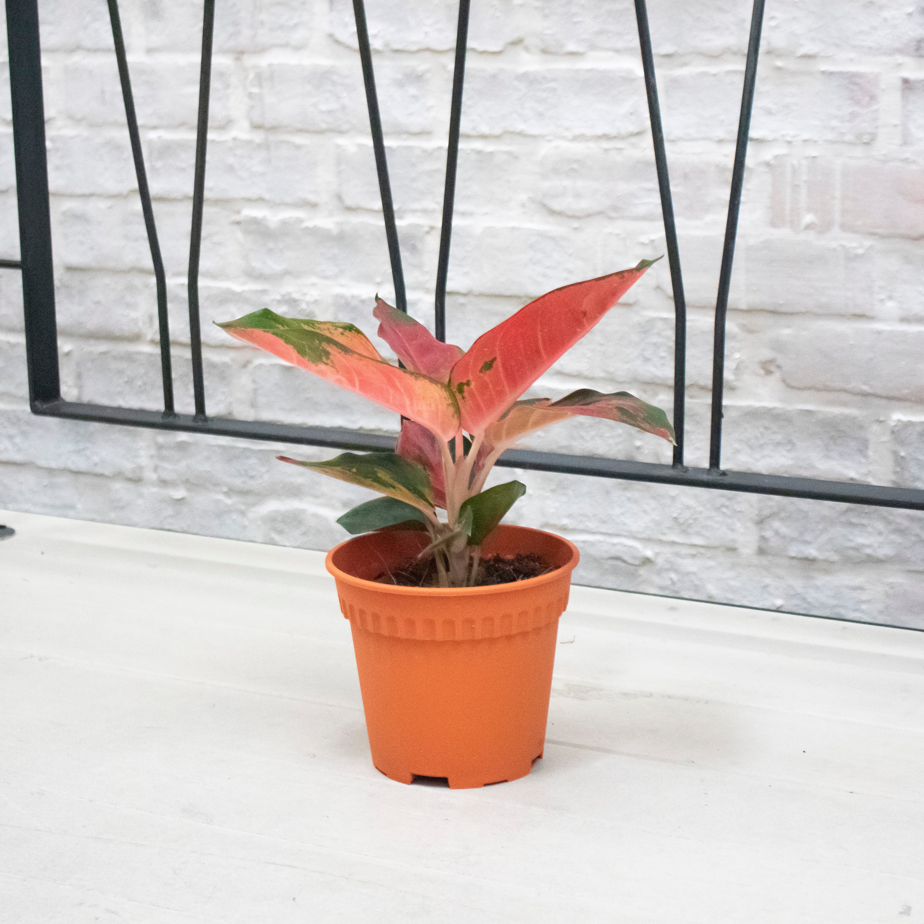 aglaonema siam orange Aglaonema 'Red Siam Aura' Plant in Nursery Grow Potx – Pulpy Garden