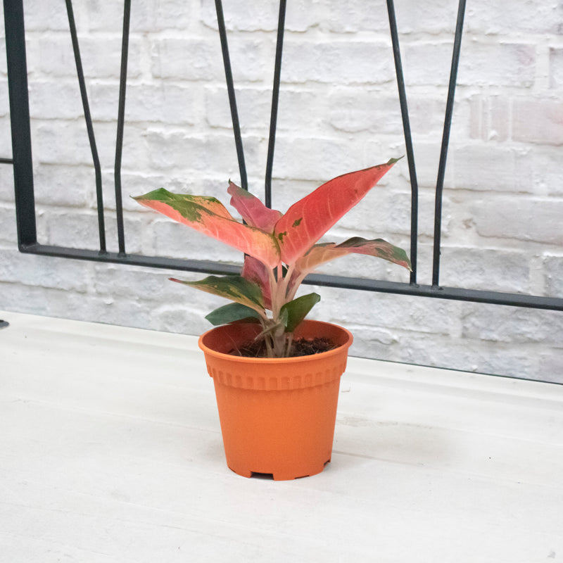 Aglaonema 'Red Siam Aura' Plant in Nursery Grow Potx