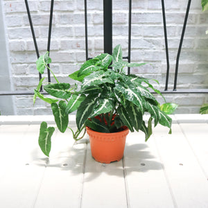 Syngonium Podophyllum ‘Black’ in Nursery Grow Pot