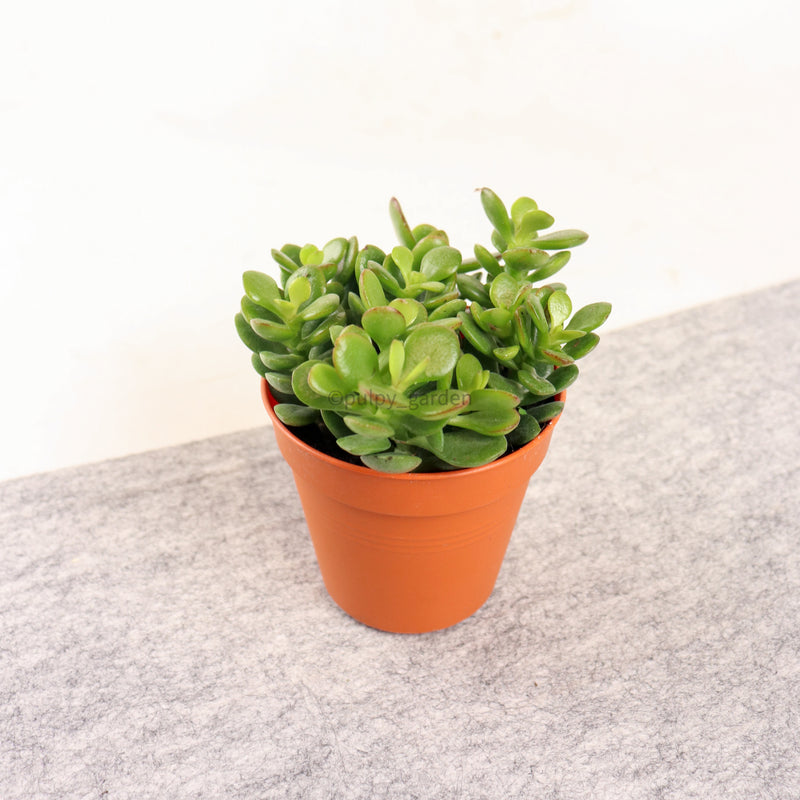 Crassula Ovata Jade Plant in Nursery Grow Pot