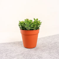 Crassula Ovata Jade Plant in Nursery Grow Pot