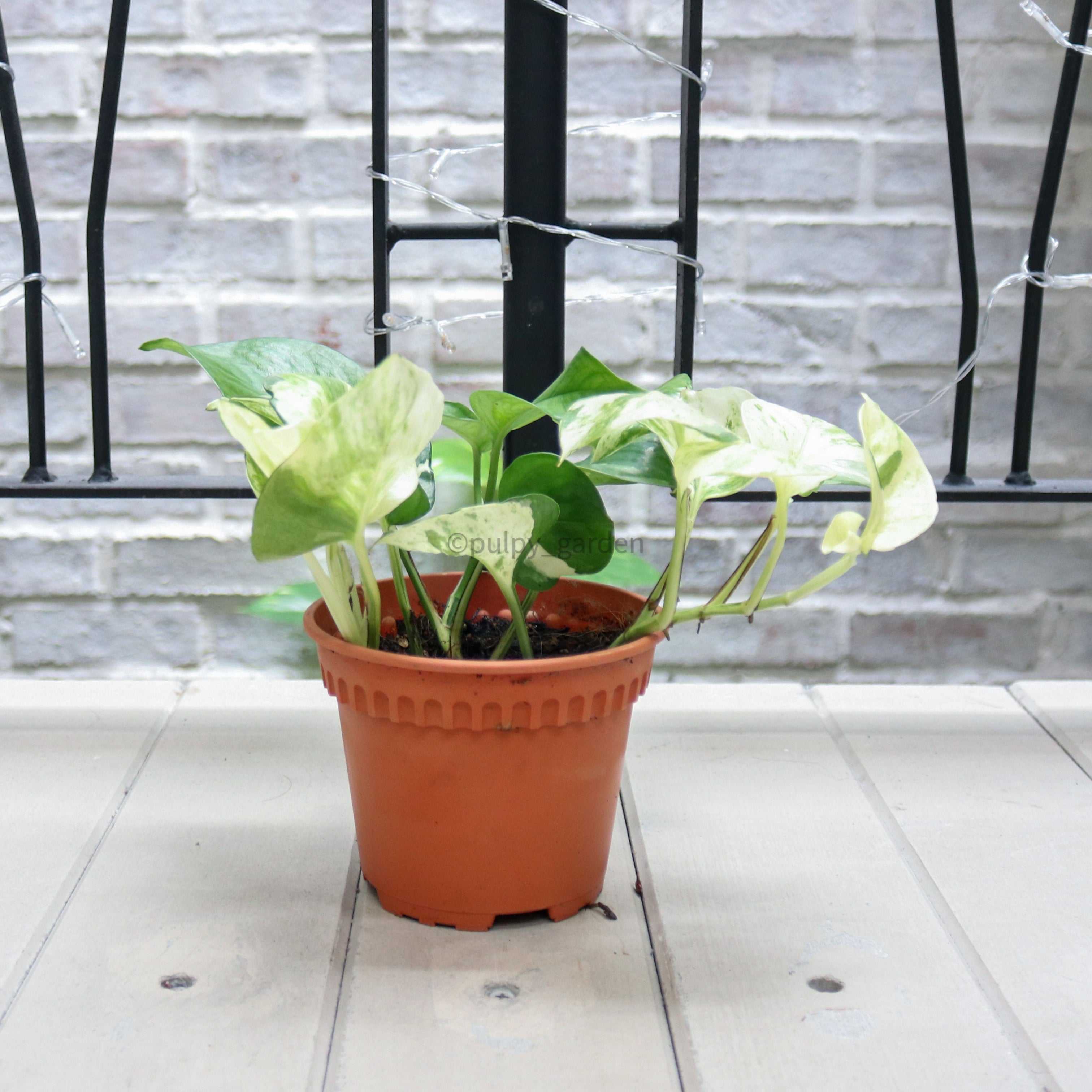 manjula pothos lowe's Manjula Pothos in Nursery Grow Pot – Pulpy Garden