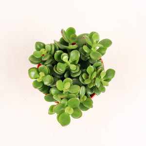 Crassula Ovata Jade Plant in Nursery Grow Pot