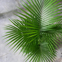 Large Yellow Palm (150cm) in Nursery Grow Pot