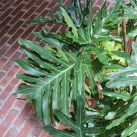 Large Philodendron Selloum (120cm) in Nursery Grow Pot