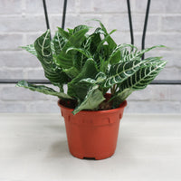 Aphelandra squarrosa Zebra Plant in Nursery Grow Pot