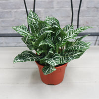 Aphelandra squarrosa Zebra Plant in Nursery Grow Pot