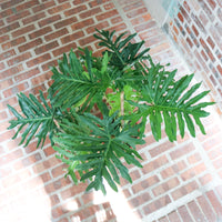 Large Philodendron Selloum (120cm) in Nursery Grow Pot