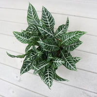 Aphelandra squarrosa Zebra Plant in Nursery Grow Pot