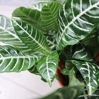 Aphelandra squarrosa Zebra Plant in Nursery Grow Pot